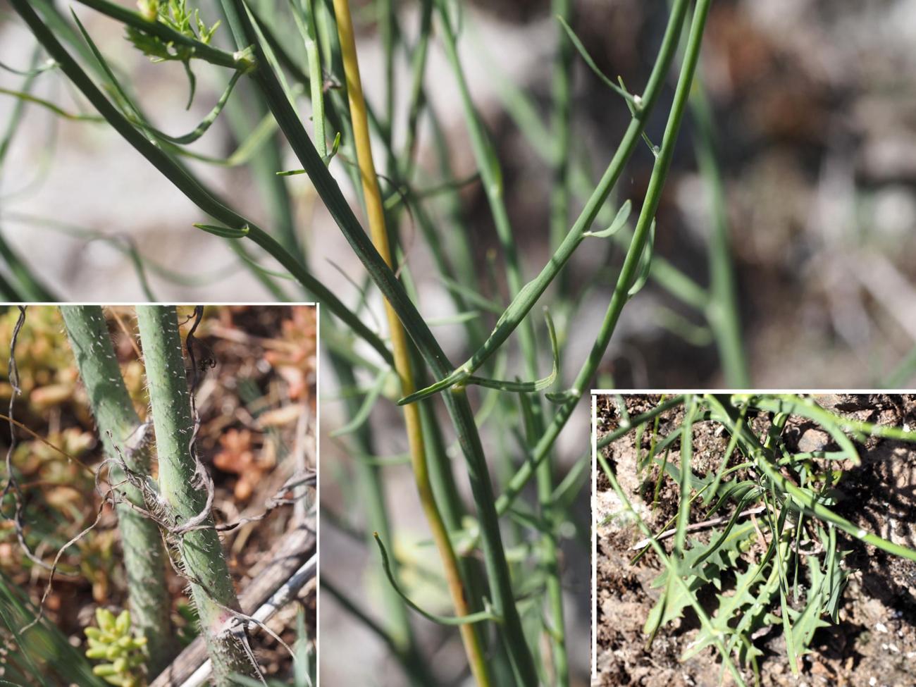 Rush skeletonweed leaf